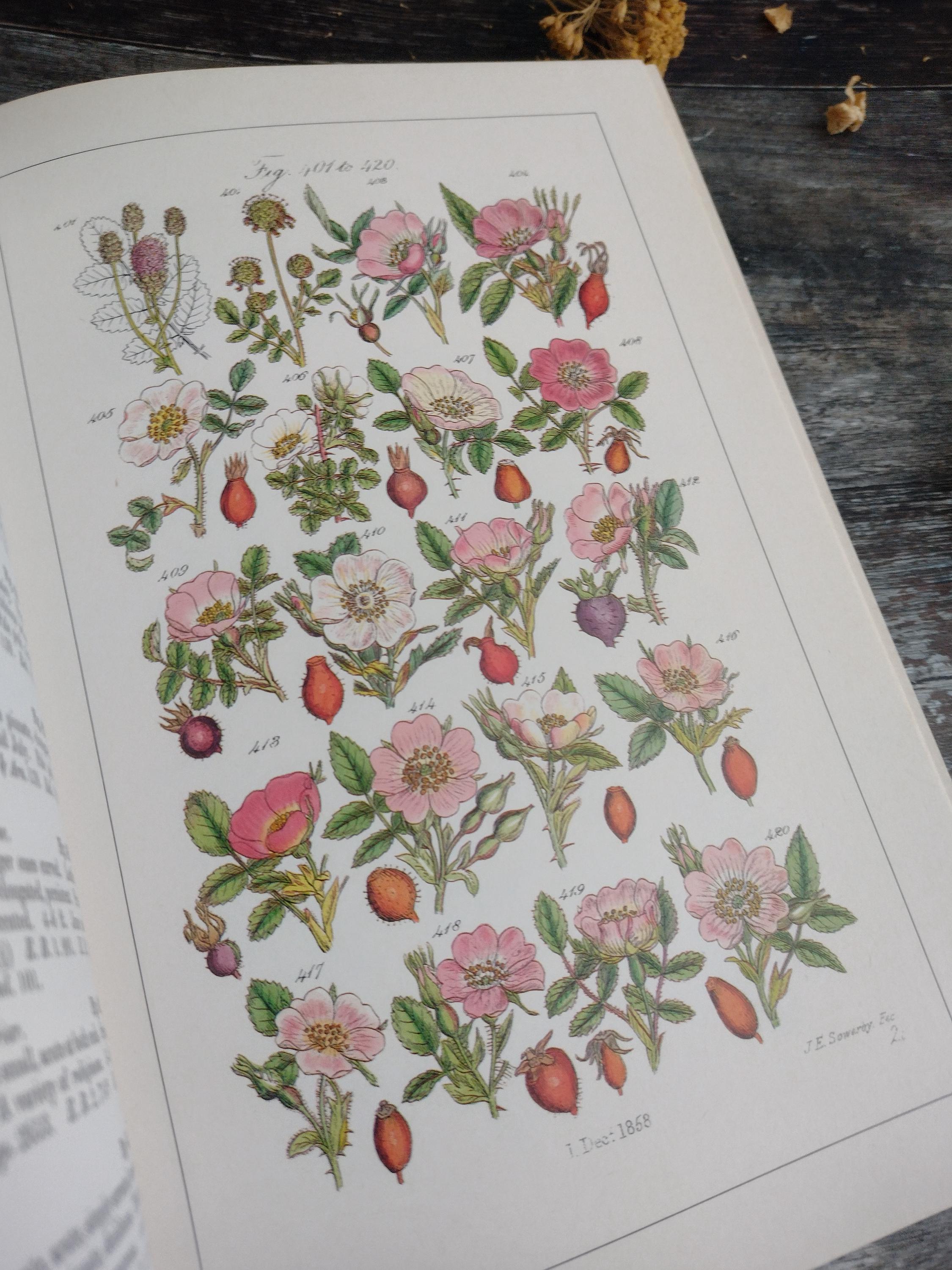 Wild Flowers - Sowerby - Antique Illustrated Book - Etsy