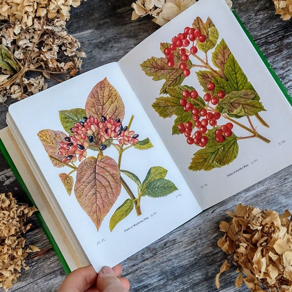 Antique Tree book with Dust Jacket! Wayside & Woodland  - Vintage Nature Guide - Botanical