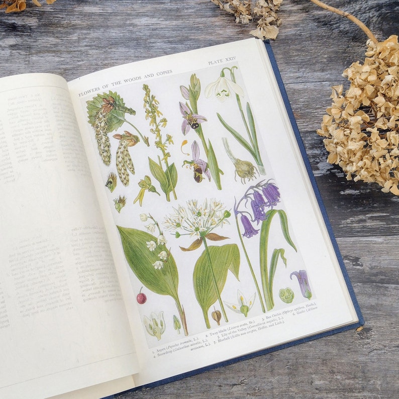 RIESIGE Britische Wildblumen von Wald Straßenrändern und Hecken 1919 Antikes Botanisches Buch Bild 10