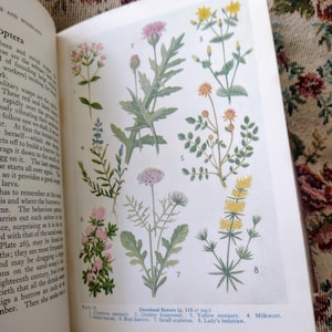 Könnte beinhalten: Eine Seite aus einem Buch mit Illustrationen verschiedener Wildblumen, darunter Gewöhnliche Centaurea, Großer Knorpelkopf, Gelbe Centaurea, Kreuzkraut, Salat-Pimpernell, Rauhaariger Knorpelkopf, Kleine Skabiose und Labkraut. Die Seite enthält auch den Text "Downland flowers (p. 110 et seq.)".