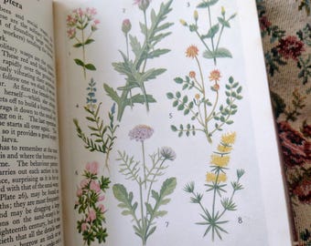 May include: A page from a book with illustrations of various wildflowers, including common centaury, greater knapweed, yellow centaury, milkwort, salad burnet, rest harrow, small scabious, and lady's bedstraw. The page also includes the text "Downland flowers (p. 110 et seq.)".