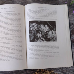 RIESIGE Britische Wildblumen von Wald Straßenrändern und Hecken 1919 Antikes Botanisches Buch Bild 8
