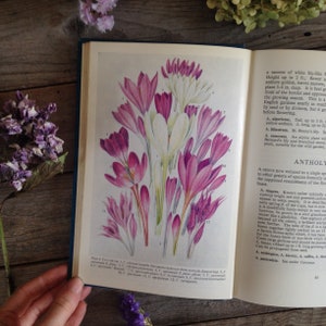 1960s Vintage Garden Flowers Bulb Book - Botanical Book - Illustrated guide