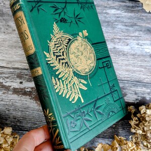 Viktorianische Britische Farne und Ihre Verbndeten - Antikes Buch -  Fern-Fhrer - Seltenes altes Buch - Etsy.de