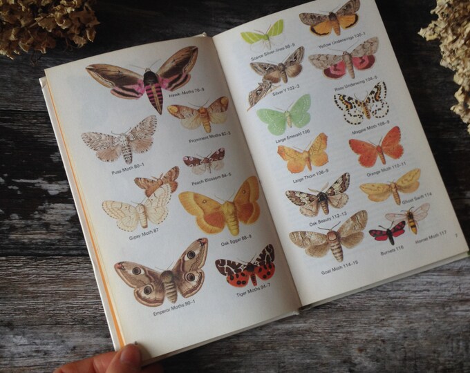 Guide to Butterflies and Moths Vintage Botanical Creative Gift Etsy