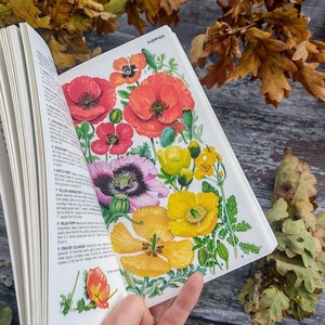 Wild Flowers Wildflowers Vintage book - Watercolour Artist - botanical