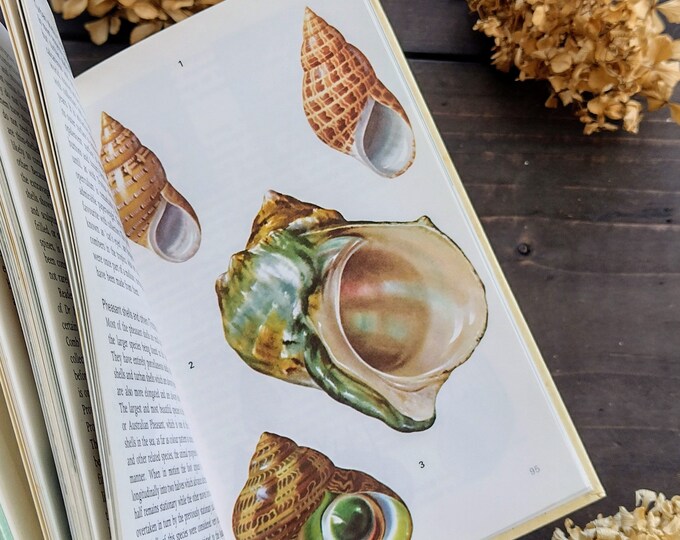 Sea Shells Illustrated Book - Vintage Nature Guide - Etsy