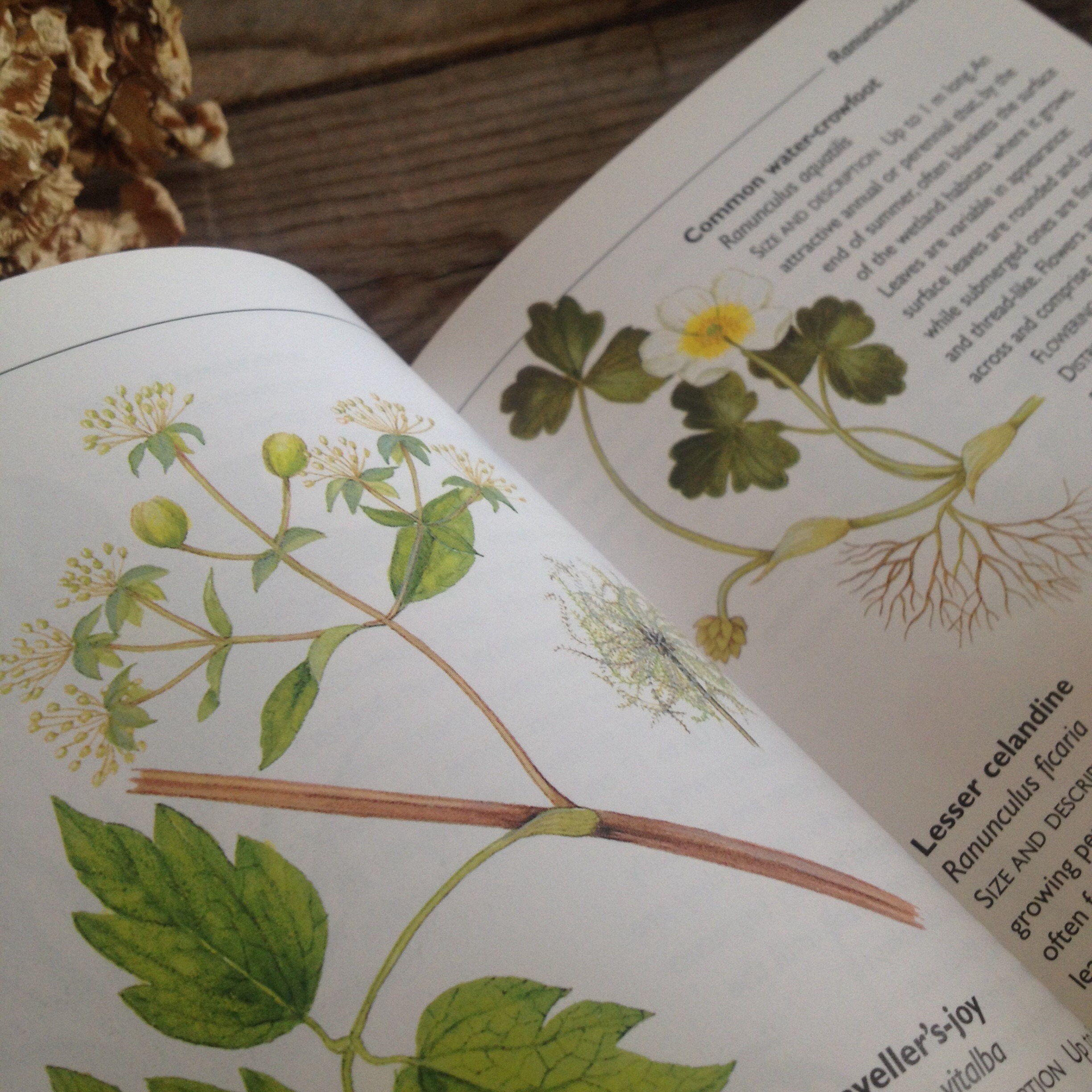Wildflower Guide Nature Guide Vintage book Hardcover Etsy