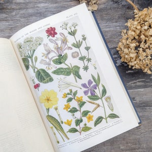 RIESIGE Britische Wildblumen von Wald Straßenrändern und Hecken 1919 Antikes Botanisches Buch Bild 2