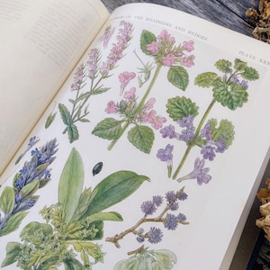 RIESIGE Britische Wildblumen von Wald Straßenrändern und Hecken 1919 Antikes Botanisches Buch Bild 5