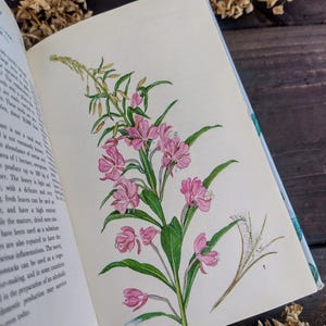 Wild Flowers Wildflowers Vintage book - Watercolour Artist - botanical