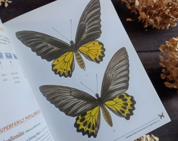 Guide to Butterflies and Moths Vintage Botanical Creative Gift Etsy
