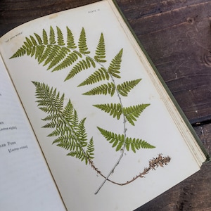 The Fern World - Antique Book - Illustrated Fern Guide - Vintage Botanical Gift