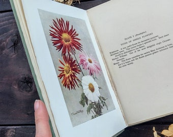 Antique Chrysanthemum 1900s Garden Flowers illustrated Book - Botanical Book