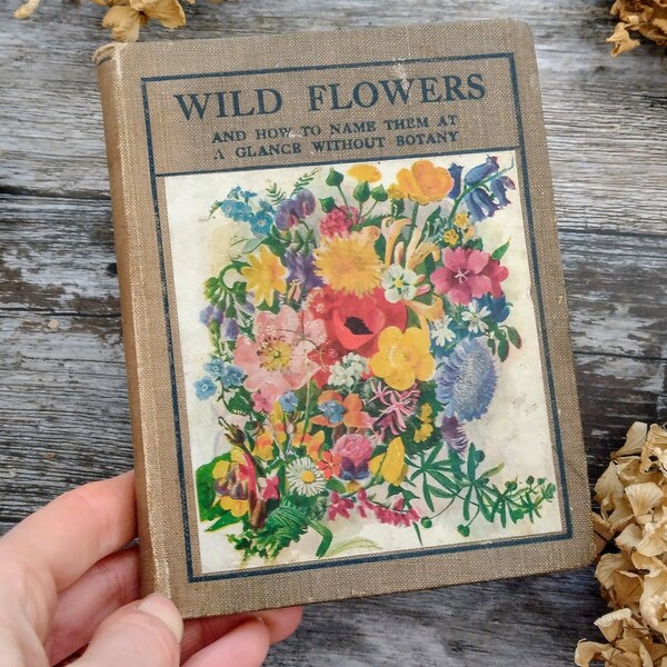 Antique Illustrated Wild Flowers - botany  Botanical Vintage book