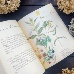 The Country Diary Edwardian Lady Nature Notes - Edith Holden - Illustrated - Nature Book