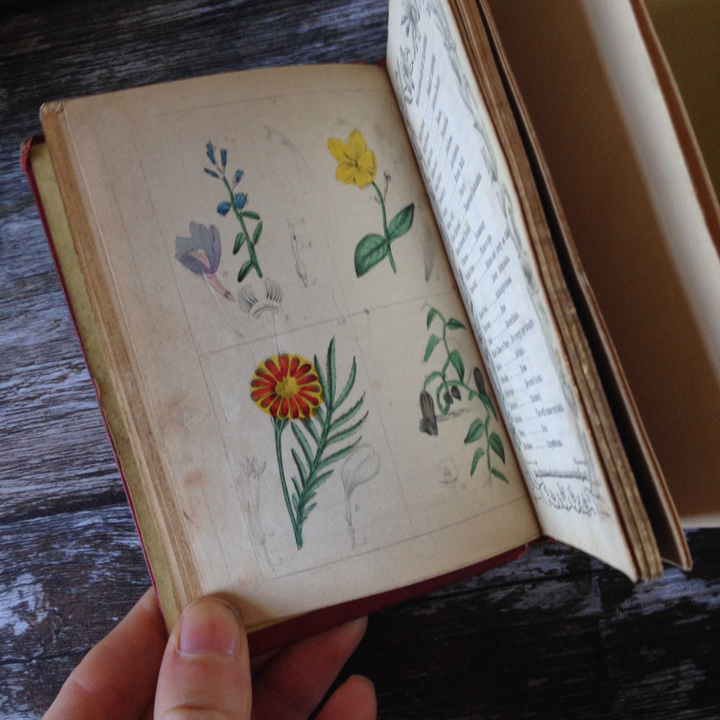 RARE very early Victorian illustrated language of Flowers Etsy
