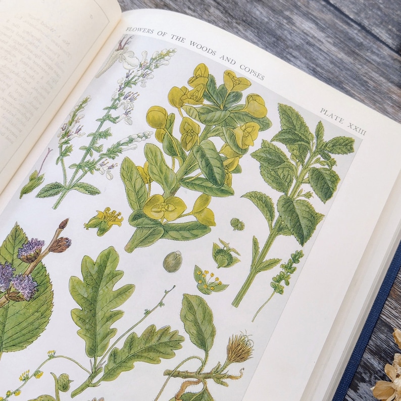 RIESIGE Britische Wildblumen von Wald Straßenrändern und Hecken 1919 Antikes Botanisches Buch Bild 3
