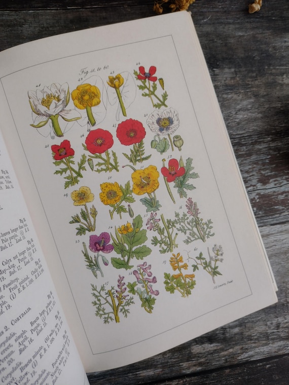 アンティークWILD  FLOWERS  by  John Ｅ. Sowerby Wild Flowers - Sowerby - Antique Illustrated Book - Etsy