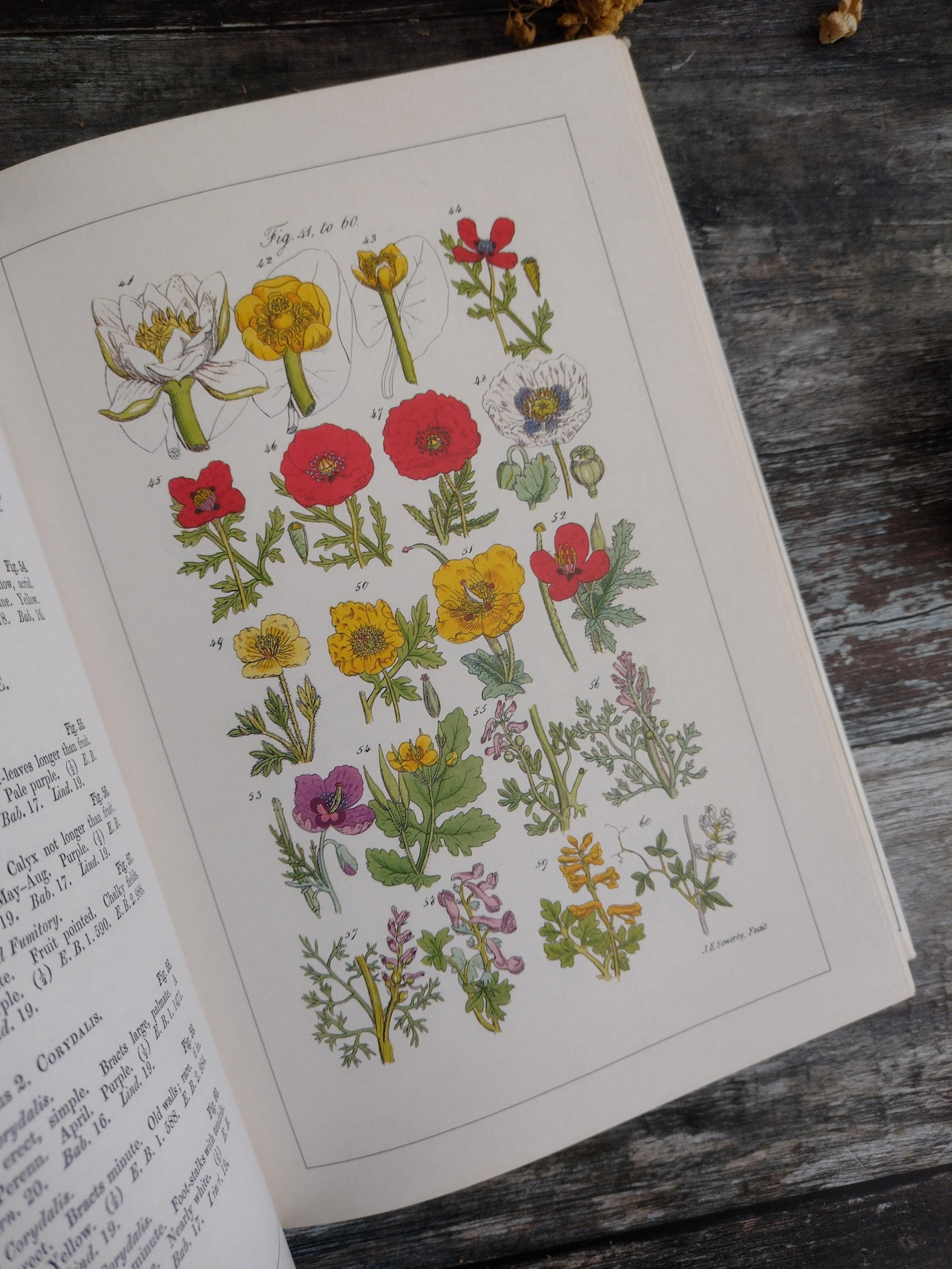 アンティークWILD  FLOWERS  by  John Ｅ. Sowerby Wild Flowers - Sowerby - Antique Illustrated Book - Etsy