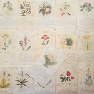 Paquete de efímeras florales botánicas antiguas - Diario vintage - Ilustraciones de naturaleza botánica