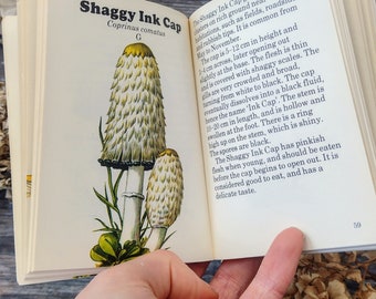Mushrooms and Toadstools, mini illustrated vintage Nature Book
