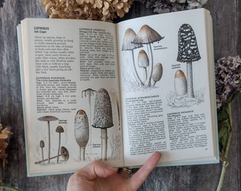 Mushrooms and Toadstools, illustrated vintage Nature Book