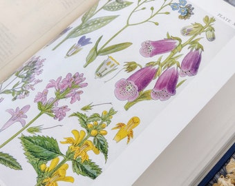 HUGE British Wild Flowers of Woods Roadsides and Hedges - 1919 Antique Botanical Book