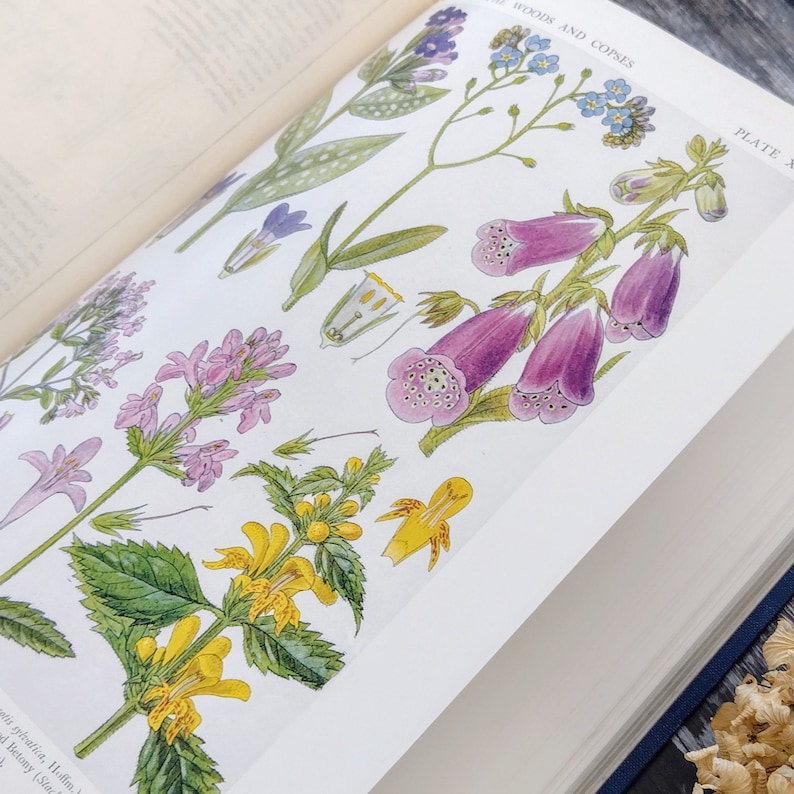 RIESIGE Britische Wildblumen von Wald Straßenrändern und Hecken 1919 Antikes Botanisches Buch Bild 1