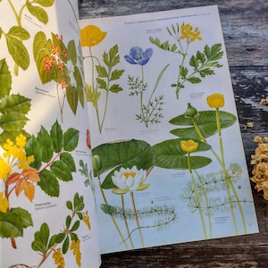 HUGE Wildflowers Botanical Art Vintage book - Flower Book