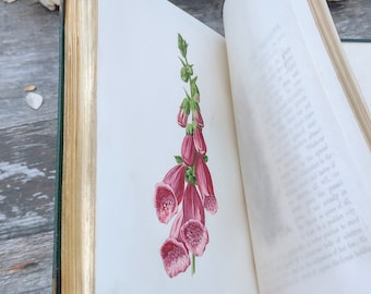Familiar Wildflowers Antique - Watercolour Artist - Leather Binding
