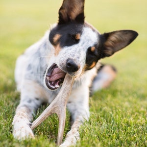 Deer antler dog chews-free shipping!