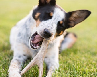 Deer antler dog chews-free shipping!