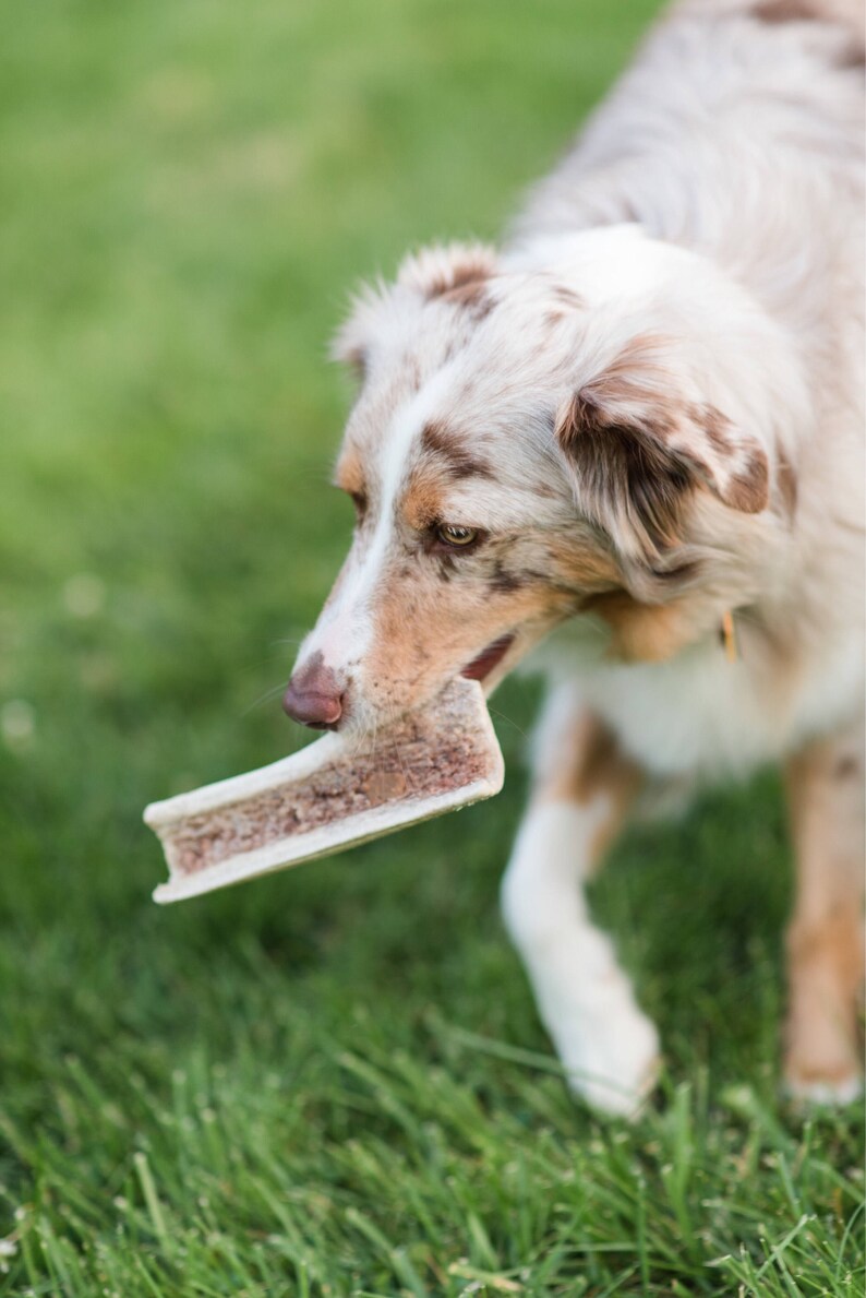 Split elk antler dog chew-free shipping! NEW SIZES!