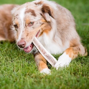 Split elk antler dog chew toys by the pound