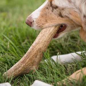 Whole Elk antler dog chews-free shipping!!