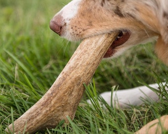 Whole Elk antler dog chews-free shipping!!