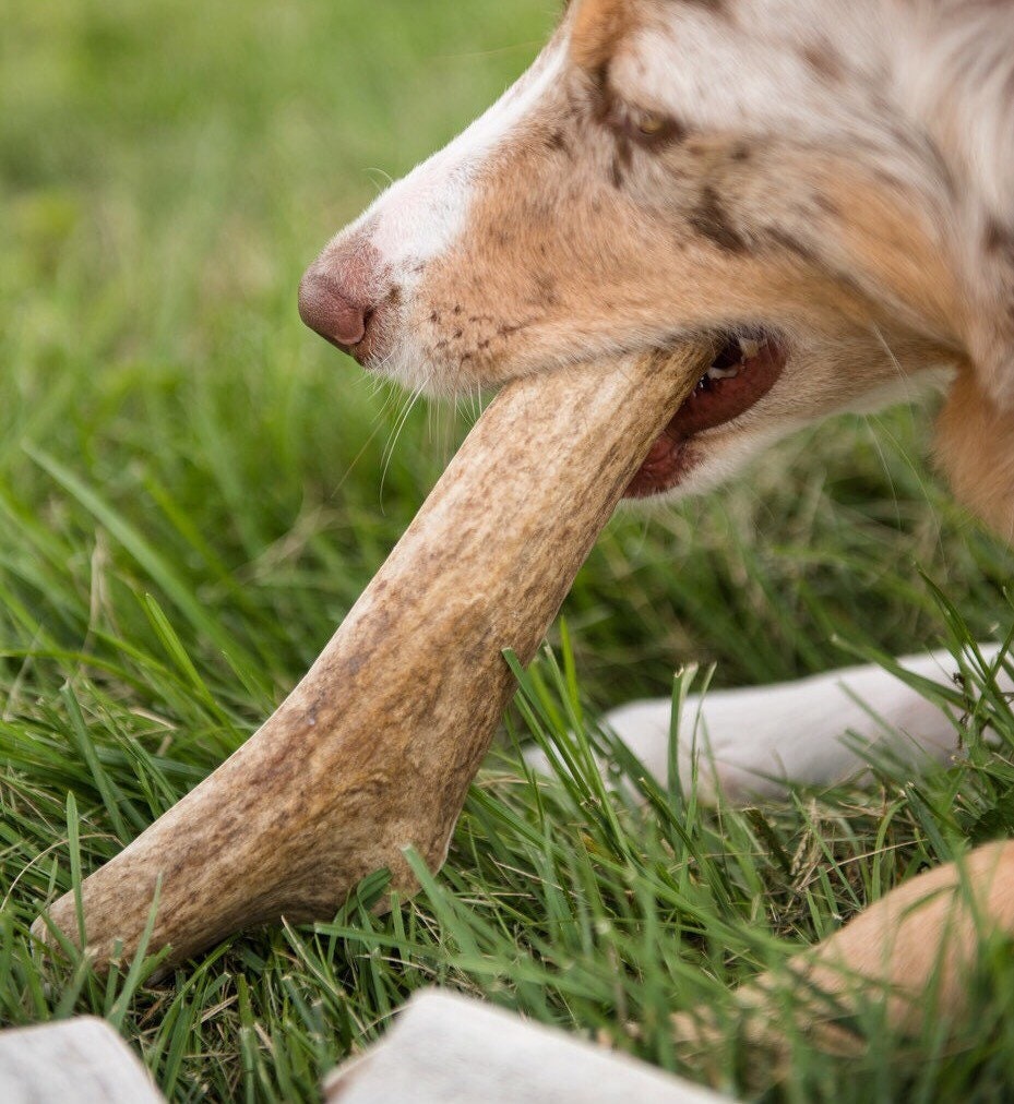 Whole Elk antler dog chews-free shipping | Etsy