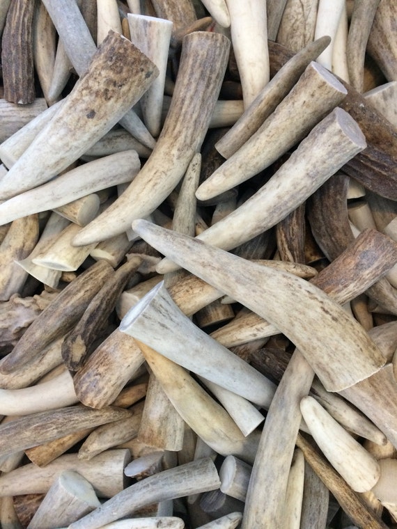 Six 2/"-3/" Elk And Deer Antler Tips-Crafts Jewelry-Free Shipping!
