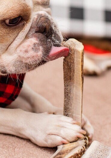 Quarter Split Elk Antler Dog Chews