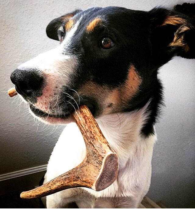 y shaped dog bone