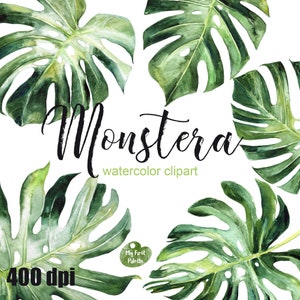 Imágenes prediseñadas de acuarela de Monstera, imágenes prediseñadas de hojas de planta de queso suizo, imágenes prediseñadas de vegetación tropical, png de 400 ppp, GRÁFICOS DE ALTA RESOLUCIÓN