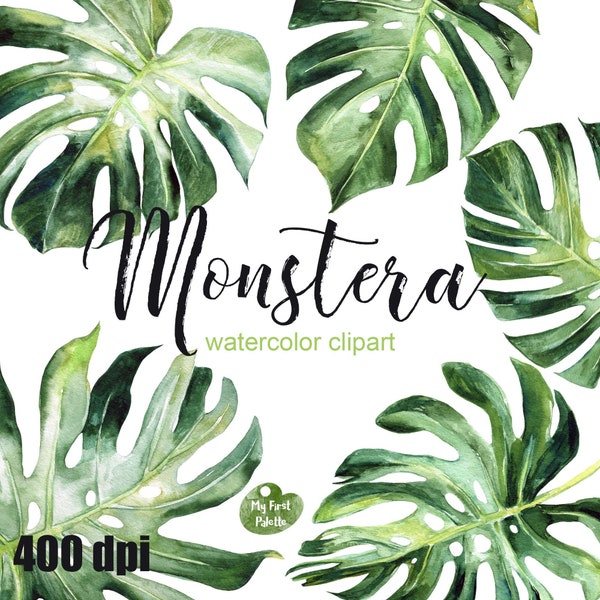 Monstera watercolor clipart, Swiss Cheese Plant leaves clip art, Tropical greenery clipart,400 dpi png, HIGH RESOLUTION  GRAPHIC