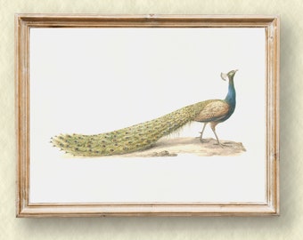 Vintage Peacock Art Print, Neutral Minimalist Bird Art, Antique Bird Wall Art, Digital PRINTABLE,472
