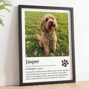 May include: A framed print showing a Cockapoo dog named Jasper, with a definition below. The dog is brown and wearing a harness, sitting on grass. The frame is black.