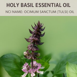 Holy Basil Essential Oil – Ocimum Sanctum Tulsi – Pure Natural Aromatic Oil