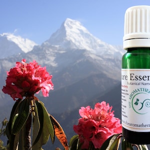 Himalayan Rhododendron Essential Oil / Origin Nepal