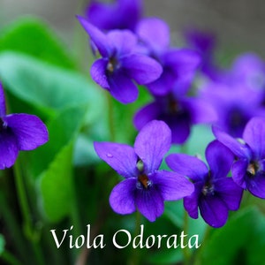 Perfumer&#39;s Violet Leaf Absolute/ Mossy, Leafy Notes