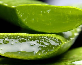 Aloe Vera Blütenwasser