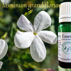Jasmine Grandi Essential  Oil / USDA Organic Certified